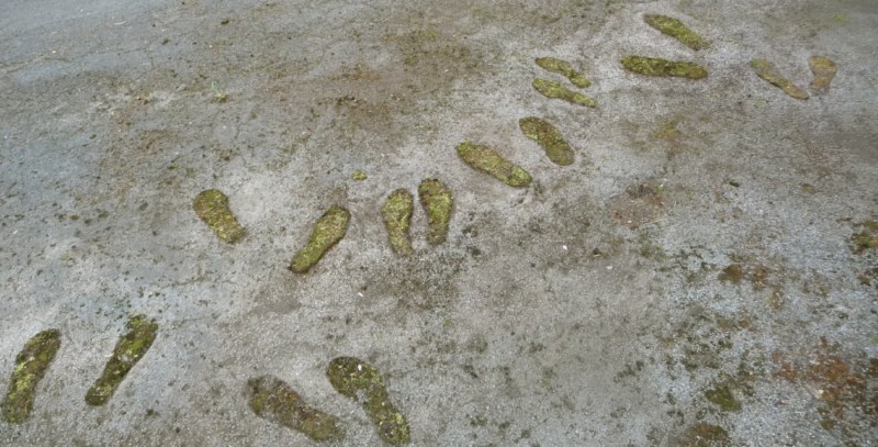Fußspuren, 2013, Moos auf Asphalt